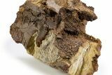 Fossil Hadrosaur Partial Vertebral Arch in Sandstone - Wyoming #303357-2